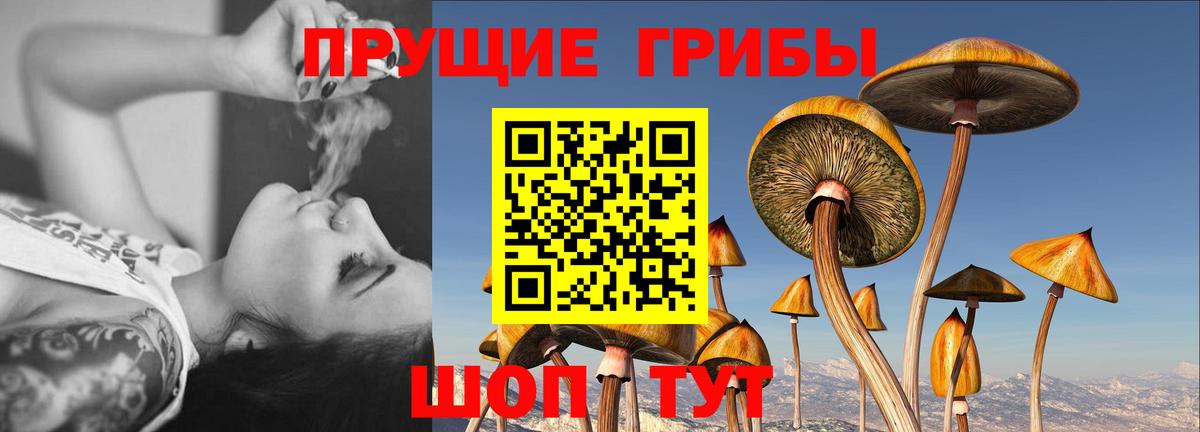 Псилоцибиновые грибы GOLDEN TEACHER  Вход с VPN  Йошкар-Ола 